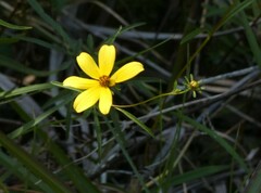 Bidens mitis