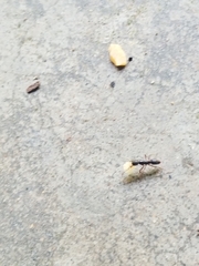 Brachyponera chinensis