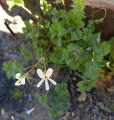 Pelargonium elongatum