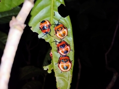 Poecilocoris latus