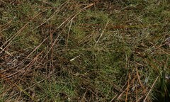 Eleocharis baldwinii