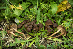 Collybiopsis villosipes