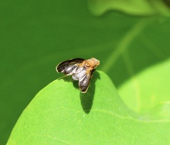 Eutreta noveboracensis