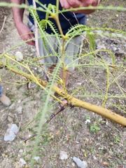 Parkinsonia aculeata