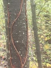 Cryphonectria parasitica