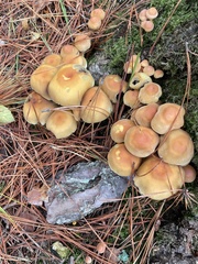 Hypholoma capnoides