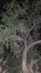 Chilopsis linearis arcuata