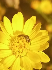 Ceratina