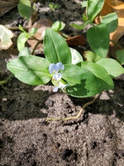 Commelina