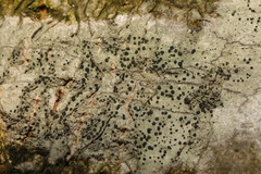 Lecidella elaeochroma