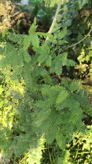 Mimoseae