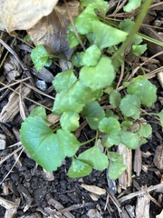 Ranunculus abortivus