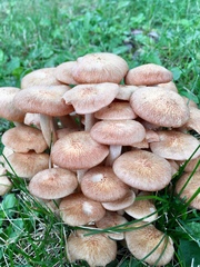 Desarmillaria caespitosa image