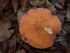 Lactifluus rugatus