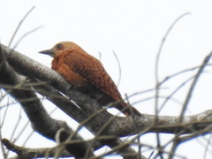 Micropternus brachyurus