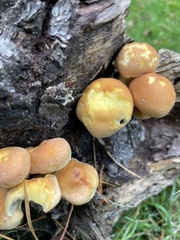 Hypholoma