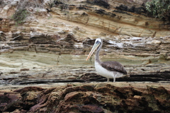 Pelecanus thagus