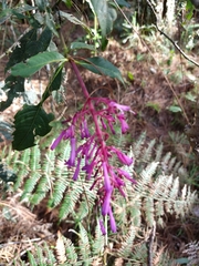 Palicourea angustifolia