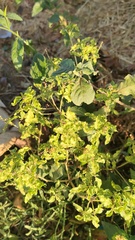 Acalypha indica