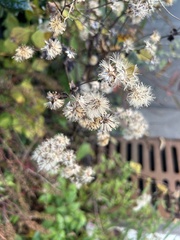 Chromolaena odorata