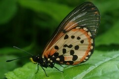 Acraea