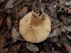Lactifluus rugatus