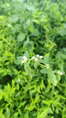 Alternanthera ficoidea