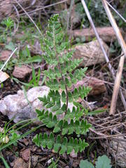 Paragymnopteris marantae marantae