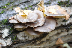 Pleurotus ostreatus