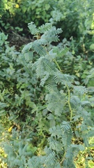 Prosopis juliflora