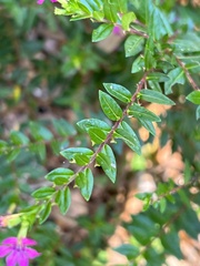 Cuphea hyssopifolia