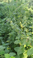 Mesosphaerum suaveolens