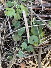 Glechoma hederacea