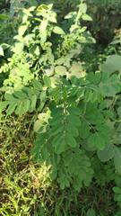 Phyllanthus reticulatus