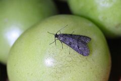 Exapate congelatella