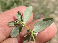 Euphorbia pediculifera