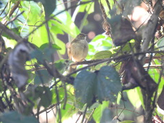 Rubigula erythropthalmos