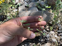 Euphorbia pediculifera