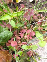 Oxalis stricta rufa