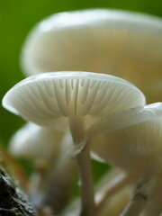 Oudemansiella mucida