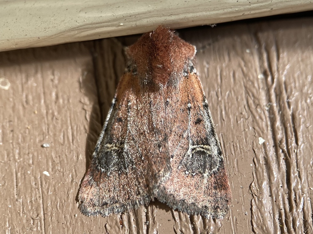 Fringed Dart