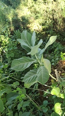 Calotropis gigantea