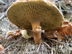 Suillus cavipes