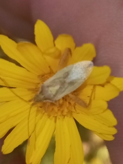 Harmostes reflexulus