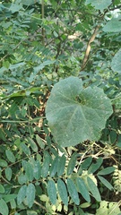 Vitis californica