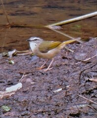 Myiothlypis rivularis