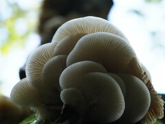 Oudemansiella mucida