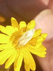 Harmostes reflexulus