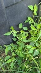 Physalis angulata
