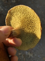 Suillus cavipes